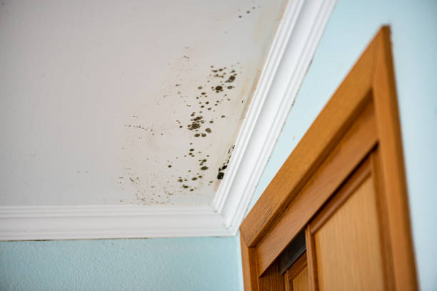 Best Mold Remediation  in Tell City, IN