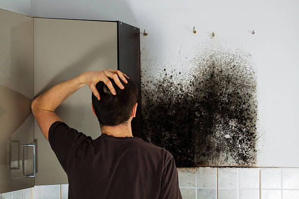 Best Commercial Mold Removal  in Tell City, IN