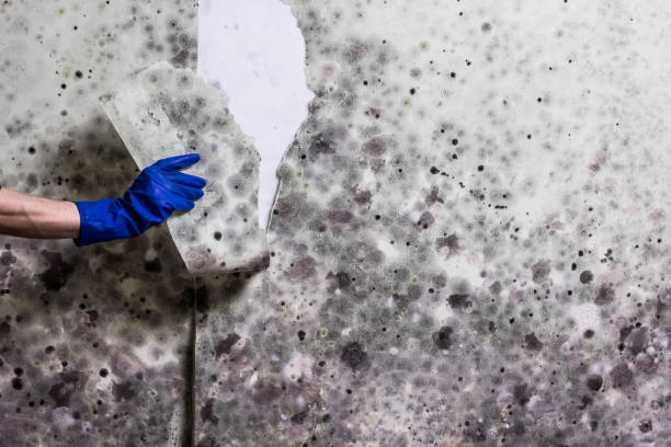 Attic Mold Removal in Tell City, IN